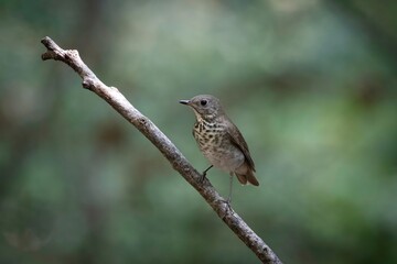Gray-cheeked Thrush