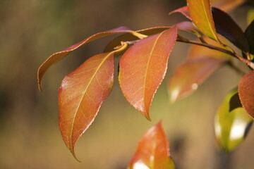 Image of maple trees in apartments around Daecheongcheon walking trail
