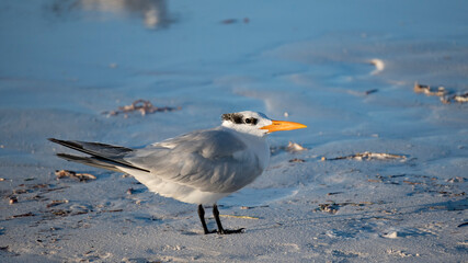 Sterna Maxima on the shore.
