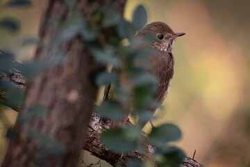 Hermit Thrush