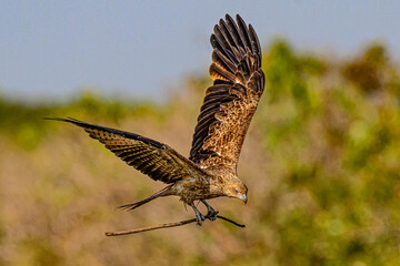 Hawk 0002