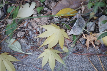 Image of pretty maple leaves fallen on the Daecheongcheon trail
