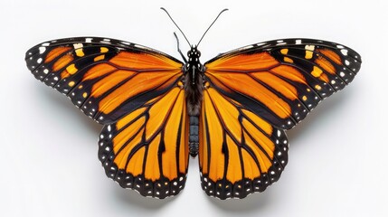 Fototapeta premium A vibrant, orange and black monarch butterfly with intricate, veined wings, isolated on a white background, top view
