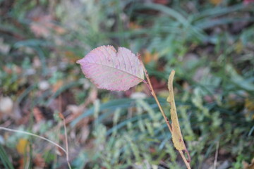 Image of pretty maple leaves fallen on the Daecheongcheon trail
