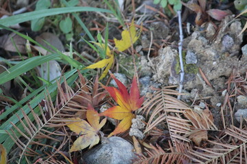 Image of pretty maple leaves fallen on the Daecheongcheon trail
