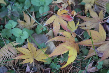Image of pretty maple leaves fallen on the Daecheongcheon trail
