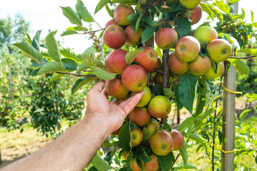 Eco BIO Apple orchard. Harvest of fresh red apples. Ripe juicy apples on a branch in the garden. Juicy apples in the apple plantation.