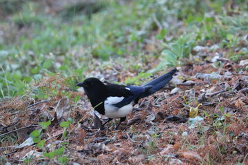 Image of a magpie searching for food on the Daecheongcheon Trail