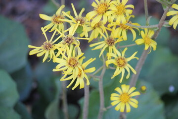 Image of blooming hairy azaleas on the Daecheongcheon Stream trail