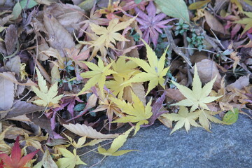 Image of fallen leaves from trees on Daecheongcheon Trail
