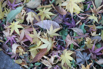 Image of fallen leaves from trees on Daecheongcheon Trail
