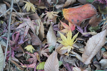 Image of fallen leaves from trees on Daecheongcheon Trail
