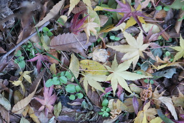 Image of fallen leaves from trees on Daecheongcheon Trail
