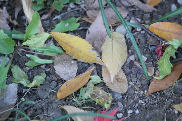 Image of fallen leaves from trees on Daecheongcheon Trail
