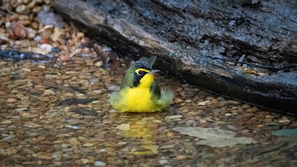 Kentucky Warbler