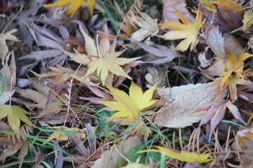 Image of fallen leaves from trees on Daecheongcheon Trail
