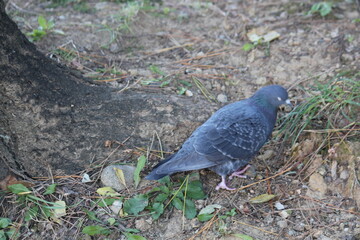 Image of pigeons searching for food on the Daecheongcheon trail
