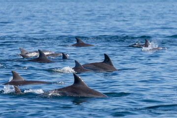 Fototapeta premium Dolphins swimming in the wild, Matsushima, Japan.