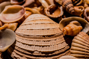 Sea mollusk shells. Seashells for summer advertising. Seashell background. Texture of the shells. Seashell background. Colorful sea shells as background.