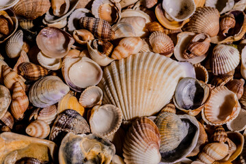 Sea mollusk shells. Seashells for summer advertising. Seashell background. Texture of the shells. Seashell background. Colorful sea shells as background.