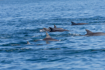 Dolphins swimming in the wild, Matsushima, Japan.
