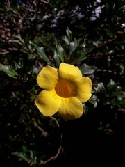 Vibrant Yellow Flower in Natural Sunlight - High-Resolution Botanical Image | Stunning Tropical Blossom with Green Foliage Background | Perfect for Nature Themes, Wallpapers, and Creative Projects.