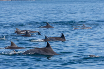 Dolphins swimming in the wild, Matsushima, Japan.