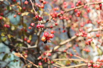 Image of azalea trees blooming on the Daecheongcheon Stream trail