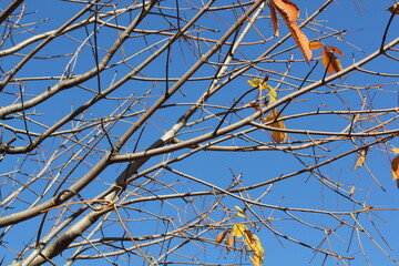 Image of a tree with fallen leaves in an apartment building near the Daecheongcheon Stream walking trail

