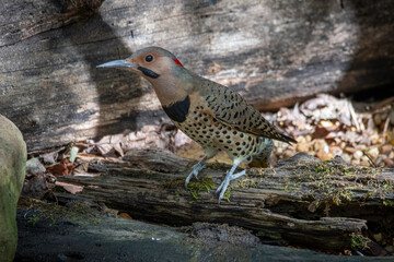 Northern Flicker
