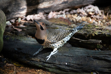 Northern Flicker