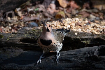 Northern Flicker