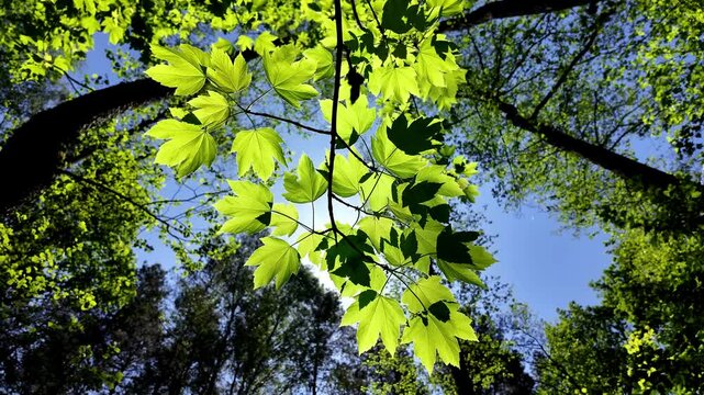 las przyroda natura