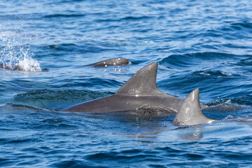Dolphins swimming in the wild, Matsushima, Japan.