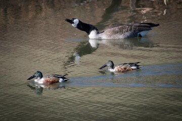 Northern Shoveler