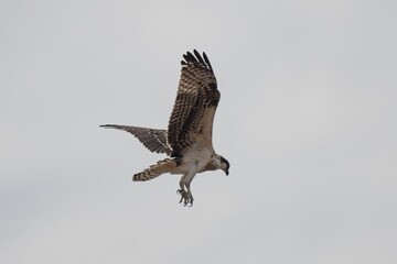 Osprey