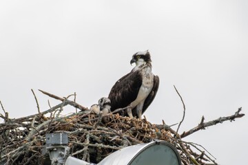 Osprey