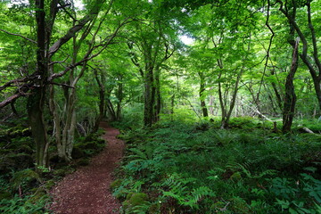 fine path in old wild forest