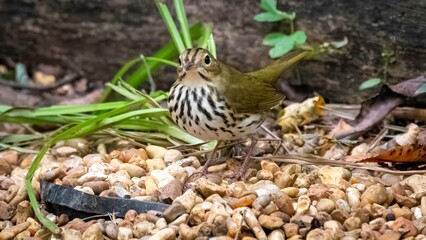 Oven Bird