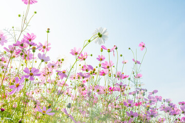 Fototapeta premium Pink cosmos flowers full blooming in summer garden,Field of cosmos flower on blue sky background,Selective focus.