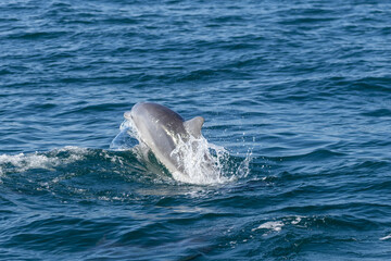 Fototapeta premium Dolphins swimming in the wild, Matsushima, Japan.