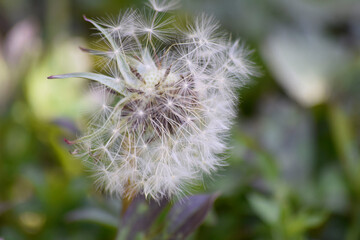 Dandelion seeds floating away from the stem.