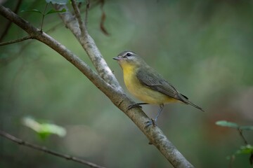 Philadelphia Vireo