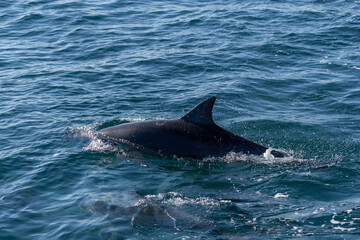 Dolphins swimming in the wild, Matsushima, Japan.