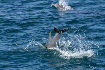 Dolphins swimming in the wild, Matsushima, Japan.