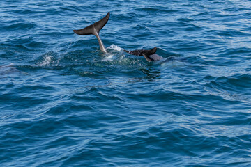 Fototapeta premium Dolphins swimming in the wild, Matsushima, Japan.