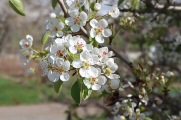 Closeup of Korean pea pear in spring, Colorado