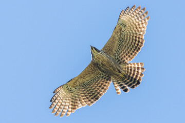 Mountain hawk eagle detail of the bird in flight