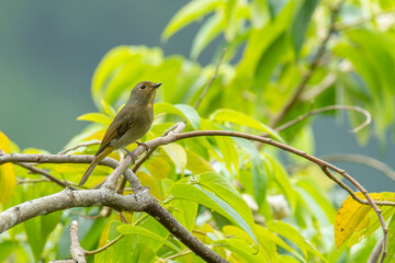 Taiwan vivid niltava female perched in a tree