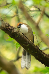 The rufous-crowned laughingthrush perched in the forest of taiwan